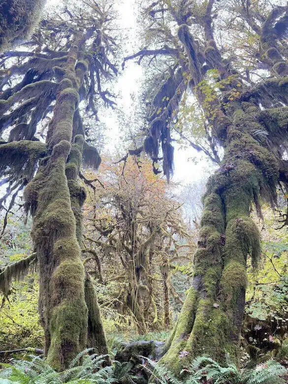 Washington rainforest trees covered in moss